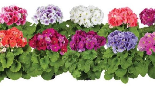 Primula Seeds Primula Touch Me Large Mix 1,000 Primrose Seeds