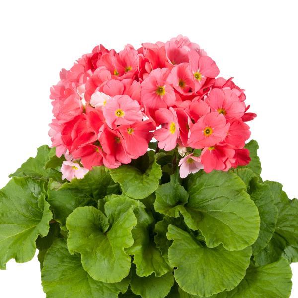 Primula Seeds Primula Touch Me Large Pink 1,000 Primrose Seeds