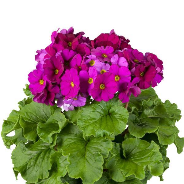 Primula Seeds Primula Touch Me Large Violet 1,000 Primrose Seeds