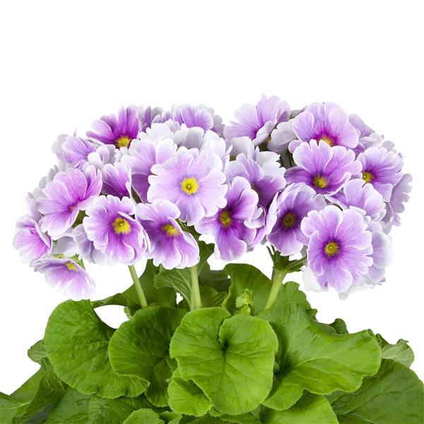 Primula Seeds Primula Touch Me Midi Blue White 1,000 Primrose Seeds