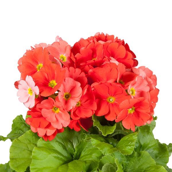 Primula Seeds Primula Touch Me Midi Dark Orange 1,000 Primrose Seeds