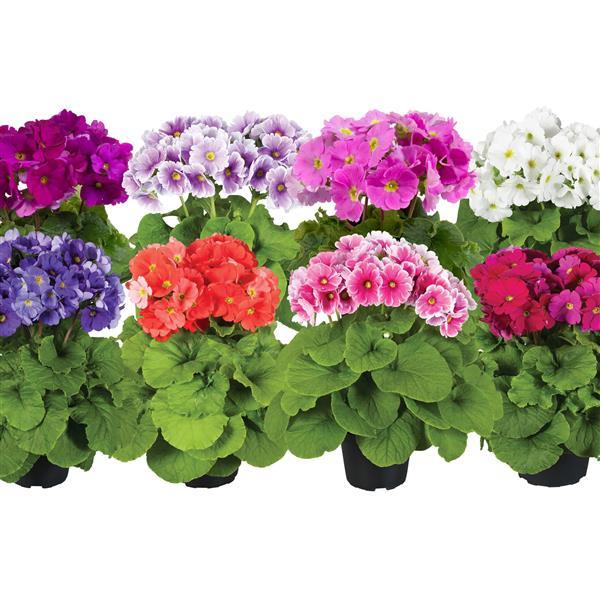 Primula Seeds Primula Touch Me Midi Mix 1,000 Primrose Seeds