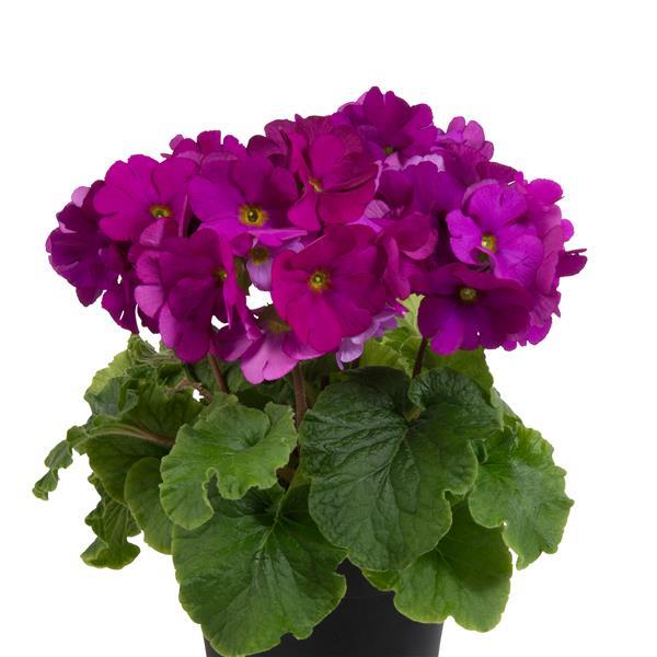 Primula Seeds Primula Touch Me Midi Violet 1,000 Primrose Seeds