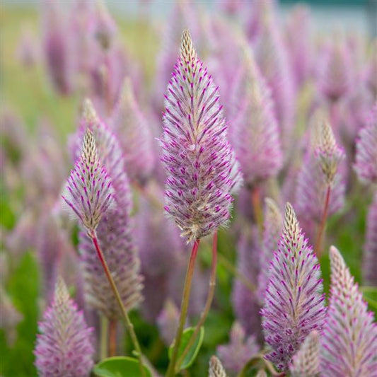 Ptilotus Seeds Matilda Apex Cut Flower