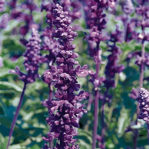 Salvia Seeds Salvia Evolution Violet 1,000 Seeds Cut Flower