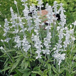 Salvia Seeds Salvia Evolution White 1,000 Seeds Cut Flower