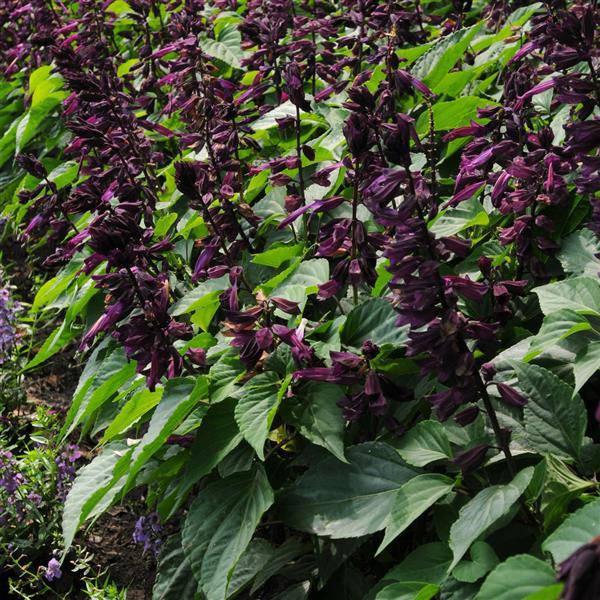 Salvia Seeds Salvia Lighthouse Purple 1,000 Seeds