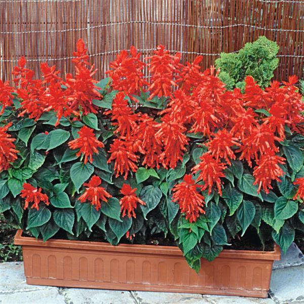 Salvia Seeds Salvia Lighthouse Red 1,000 Seeds