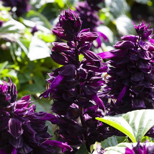 Salvia Seeds Salvia Mojave Purple 1,000 Seeds