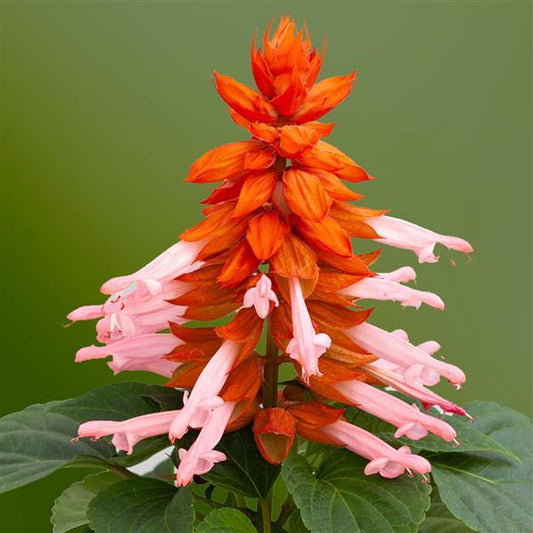 Salvia Seeds Salvia Mojave Salmon 1,000 Seeds