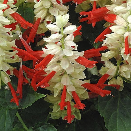 Salvia Seeds Salvia Reddy White Suprise 1,000 Seeds