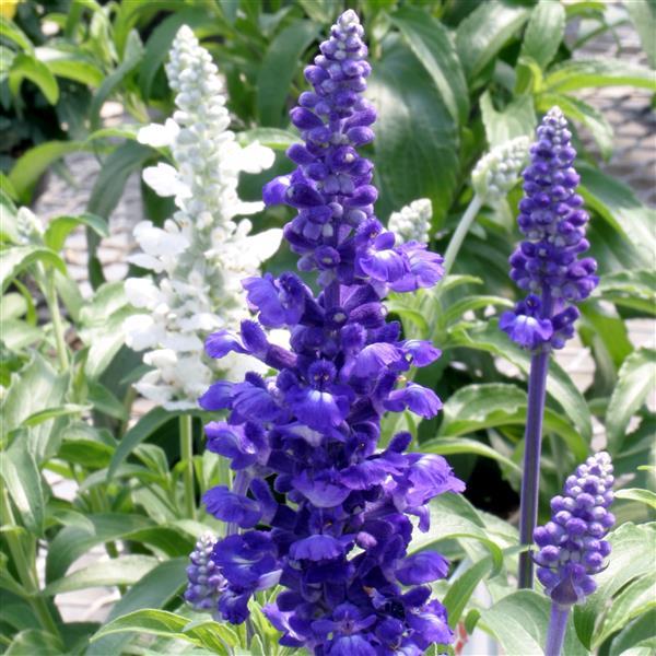 Salvia Seeds Salvia Rhea 1,000 Seeds