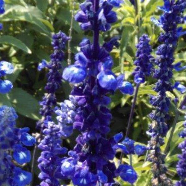 Salvia Seeds Salvia Sirius Blue 1,000 Seeds