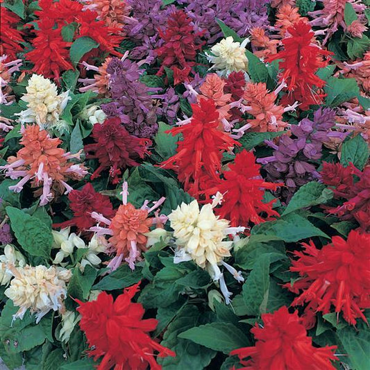 Salvia Seeds Salvia Sizzler Mix 1,000 Seeds