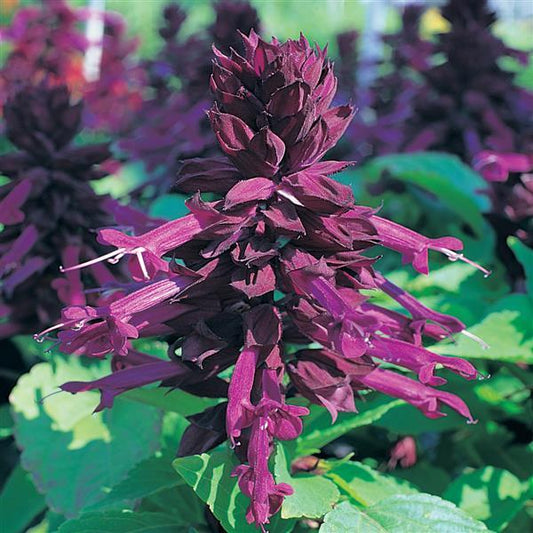 Salvia Seeds Salvia Sizzler Purple 1,000 Seeds