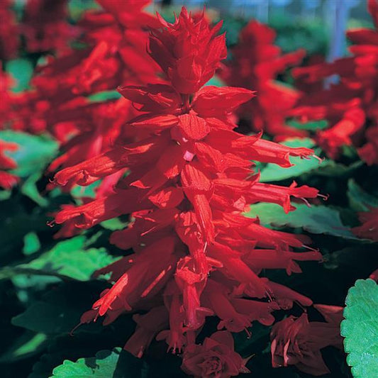 Salvia Seeds Salvia Sizzler Red 1,000 Seeds