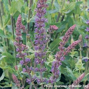 Salvia Seeds Salvia Superba Blue Queen 1,000 Seeds