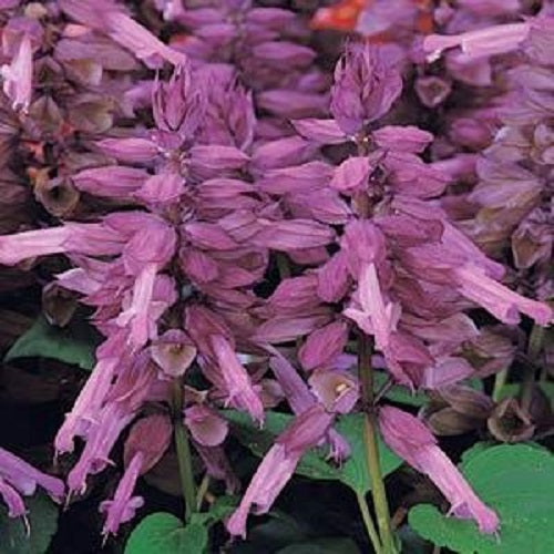 Salvia Seeds Salvia Vista™ Lavender 1,000 Seeds