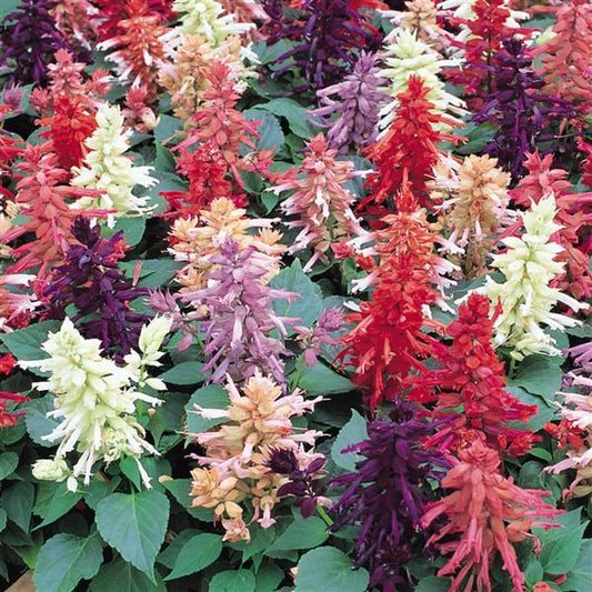 Salvia Seeds Salvia Vista™ Mix 1,000 Seeds