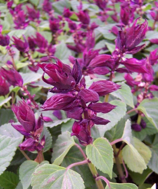 Salvia Seeds Salvia Vista™ Purple 1,000 Seeds