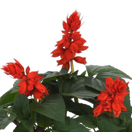 Salvia Seeds Salvia Vista™ Red 1,000 Seeds