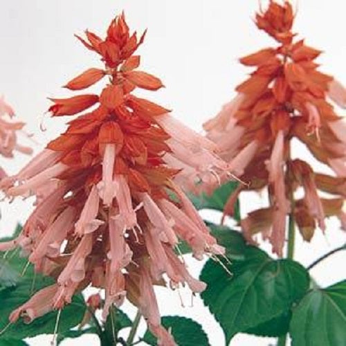 Salvia Seeds Salvia Vista™ Salmon 1,000 Seeds