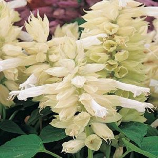 Salvia Seeds Salvia Vista™ White 1,000 Seeds