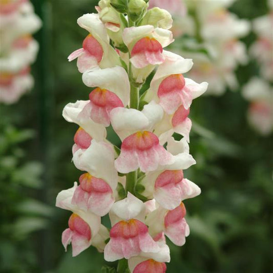 1,000 Pelleted Snapdragon Seeds Potomac ™ Appleblossom F1 Cut Flower