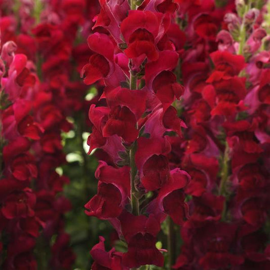 1,000 Pelleted Snapdragon Seeds Potomac ™ Crimson F1 Cut Flower