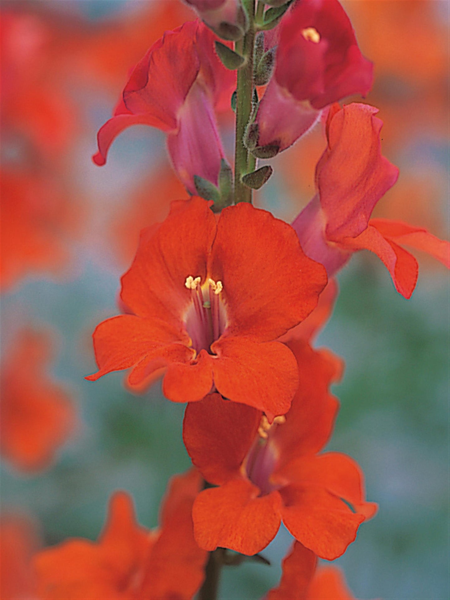 1,000 Snapdragon Seeds Chantilly Deep Orange Cut Flower