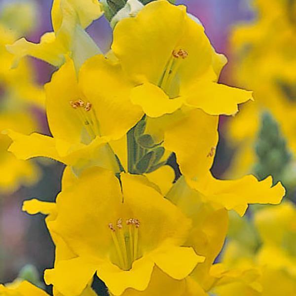 1,000 Snapdragon Seeds Chantilly Yellow Cut Flower