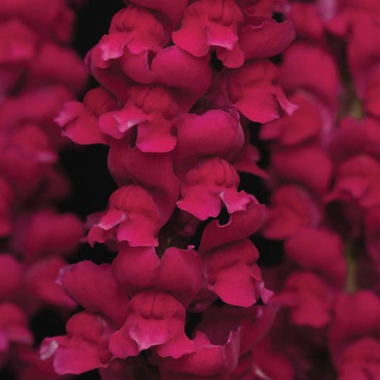 1,000 Pelleted Snapdragon Seeds Snapdragon Cool Crimson Cut Flower