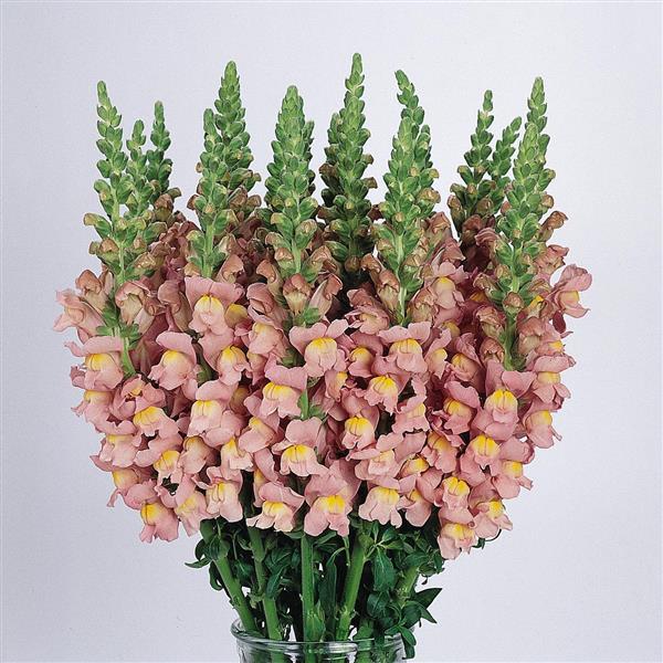 1,000 Pelleted Snapdragon Seeds Snapdragon Cool Pink Cut Flower