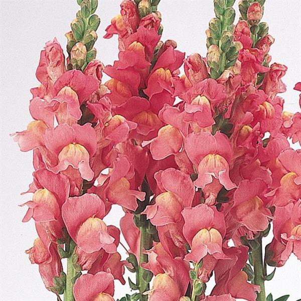 1,000 Pelleted Snapdragon Seeds Snapdragon Cool Rose Cut Flower