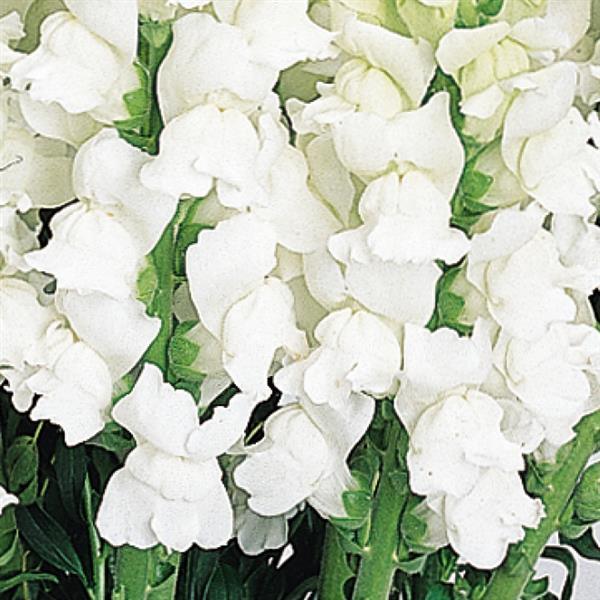 1,000 Pelleted Snapdragon Seeds Snapdragon Cool White Cut Flower