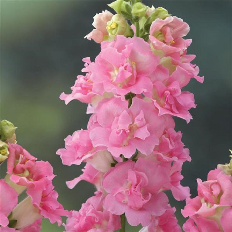 1,000 Snapdragon Seeds Snapdragon Legend Double Pink Cut Flower