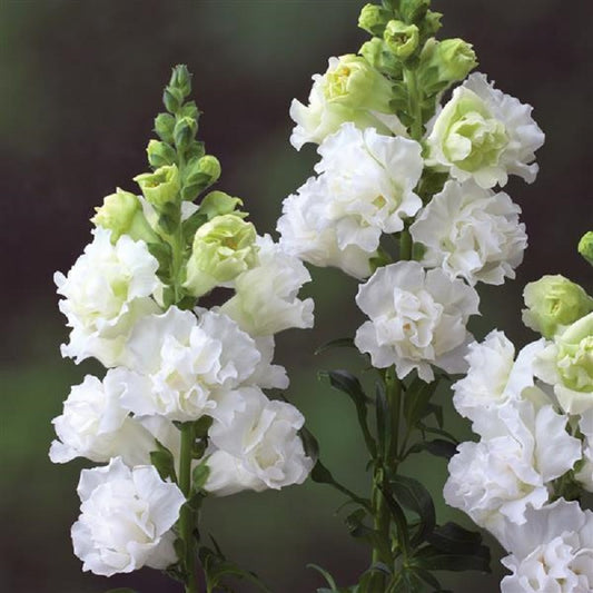 1,000 Snapdragon Seeds Snapdragon Legend Double White Cut Flower