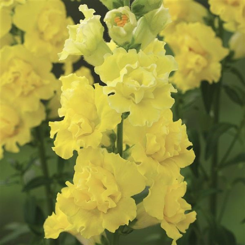 1,000 Snapdragon Seeds Snapdragon Legend Double Yellow Cut Flower