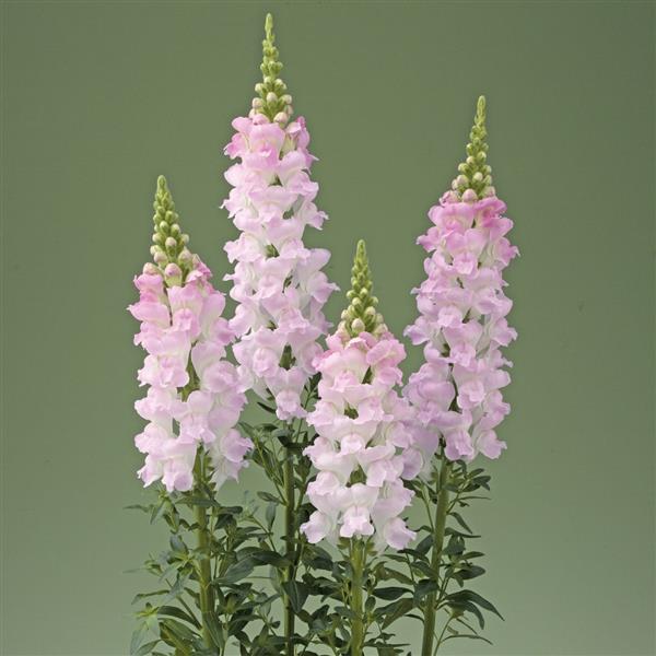 1,000 Snapdragon Seeds Snapdragon Legend Light Pink Cut Flower