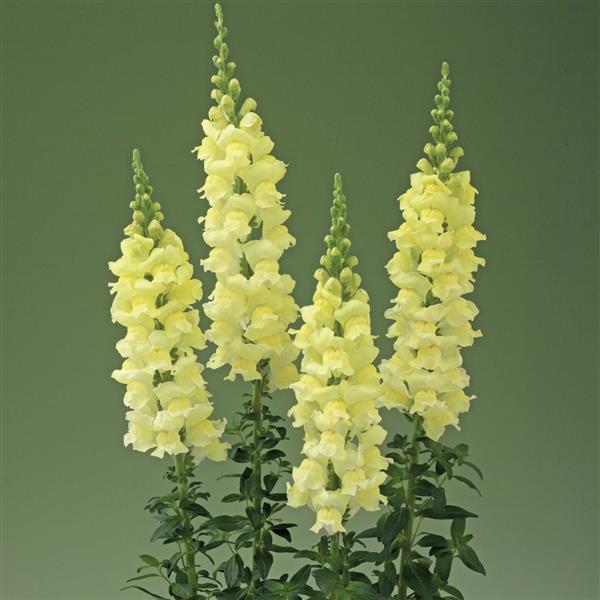 1,000 Snapdragon Seeds Snapdragon Legend Light Yellow Cut Flower