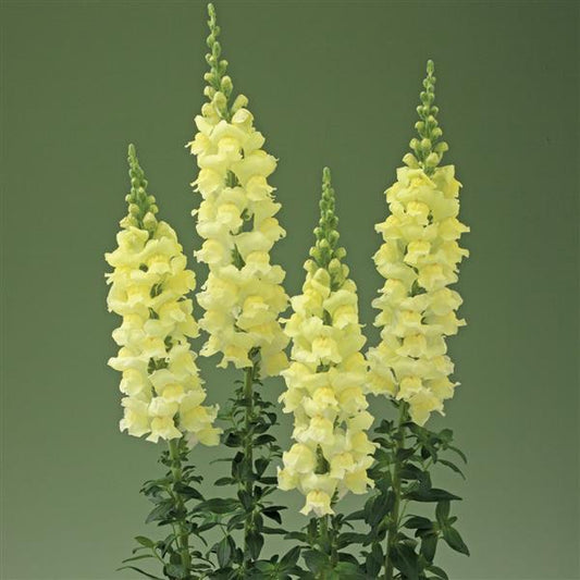 1,000 Snapdragon Seeds Snapdragon Legend Light Yellow Cut Flower