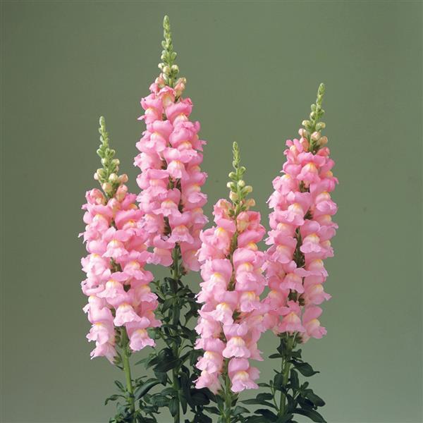 1,000 Snapdragon Seeds Snapdragon Legend Pink Cut Flower