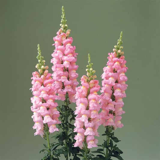 1,000 Snapdragon Seeds Snapdragon Legend Pink Cut Flower