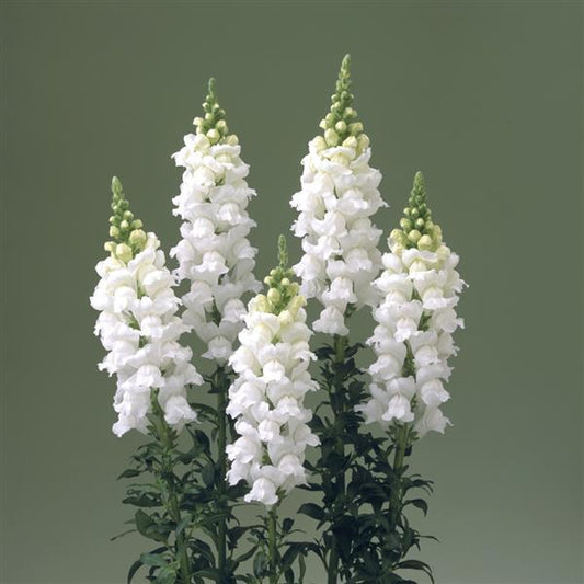 1,000 Snapdragon Seeds Snapdragon Legend White Cut Flower