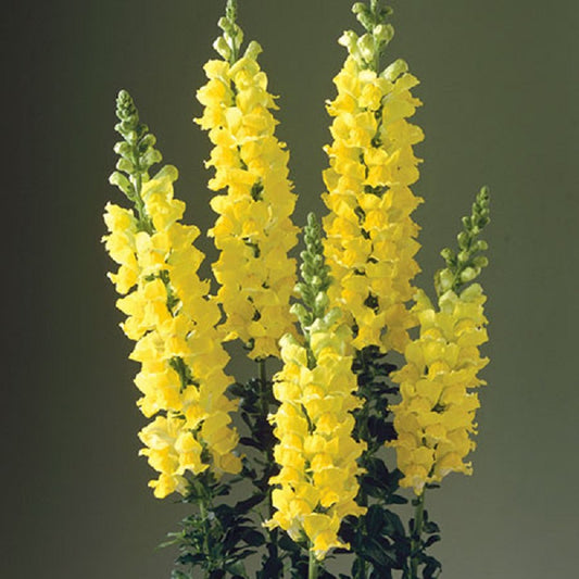 1,000 Snapdragon Seeds Snapdragon Legend Yellow Cut Flower