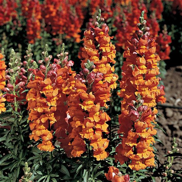 1,000 Pelleted Snapdragon Seeds Liberty Classic Bronze Cut Flower