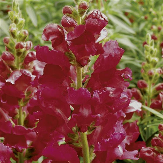 1,000 Pelleted Snapdragon Seeds Liberty Classic Crimson Cut Flower