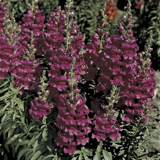 1,000 Pelleted Snapdragon Seeds Liberty Classic Lavender Cut Flower