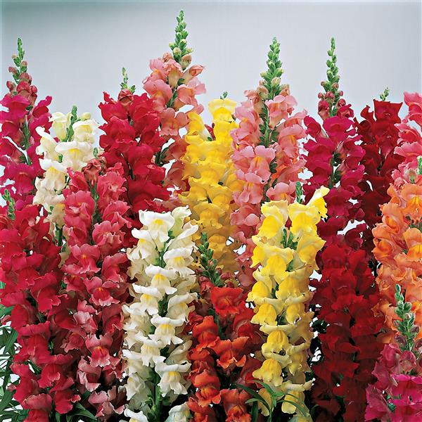 1,000 Pelleted Snapdragon Seeds Liberty Classic Mix Cut Flower