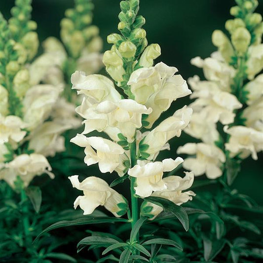 1,000 Pelleted Snapdragon Seeds Liberty Classic White Cut Flower